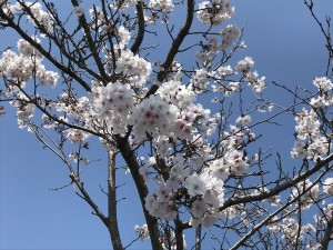IMG_1099