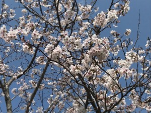 IMG_1754