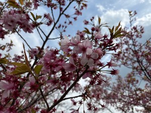 IMG_4365