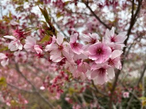 IMG_4366