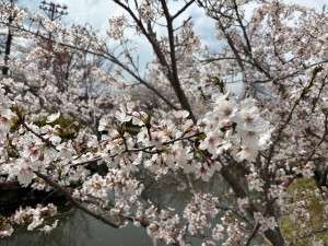 IMG_4369