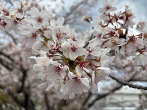 IMG_4400