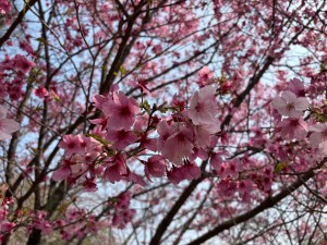 IMG_5081