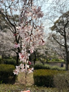 IMG_5096