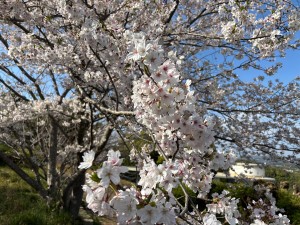 IMG_5136