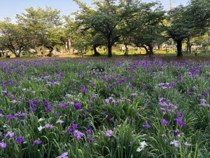IMG_5374