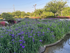 IMG_5378