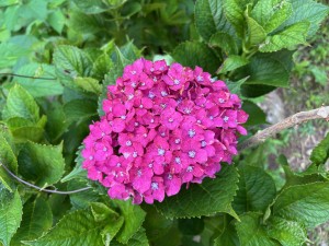 IMG_5461