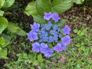 IMG_5465